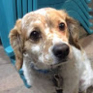 Meet your Posher, Bucky